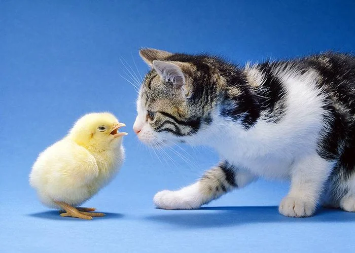 Как правильно играть с кошками и котятами