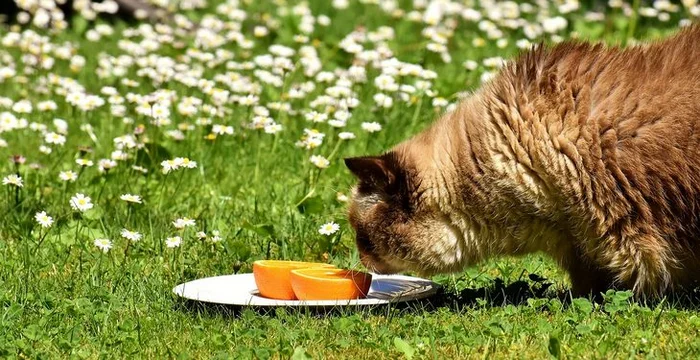 Какие запахи нравятся кошкам