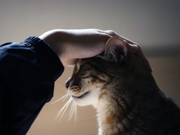 Кого лучше выбрать для дома: кота или кошку?