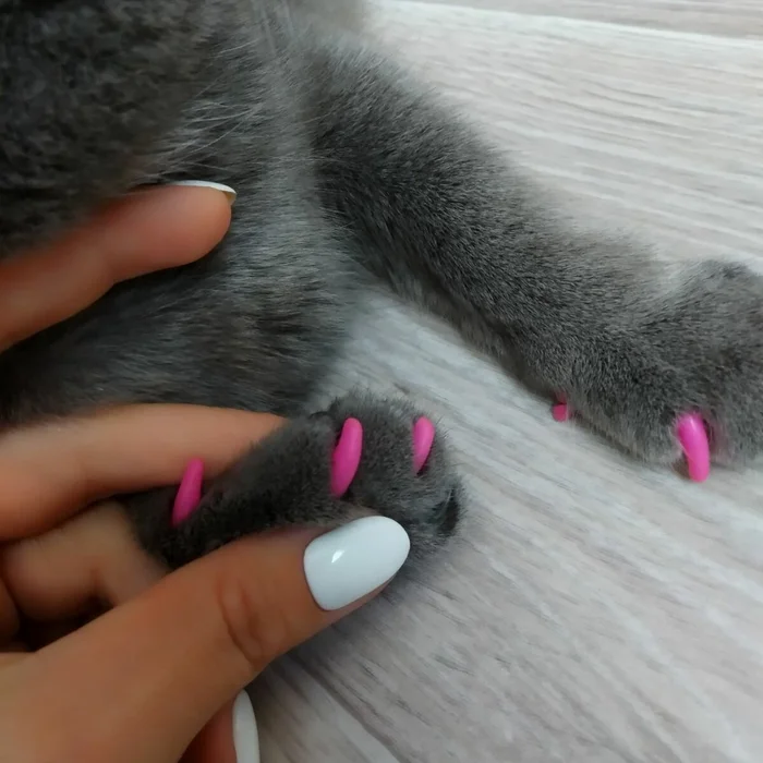 Колпачки на когти кошке – нужны ли они питомцу