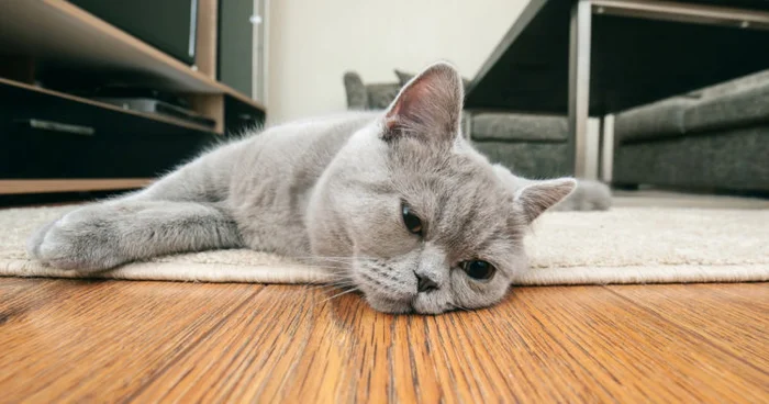 Кошка срыгивает шерсть. Что делать?