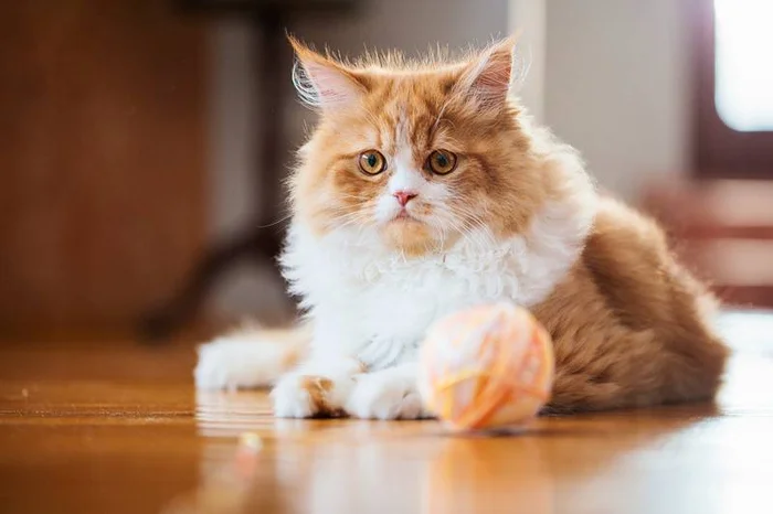 Машинка для стрижки кошек. Как выбрать?