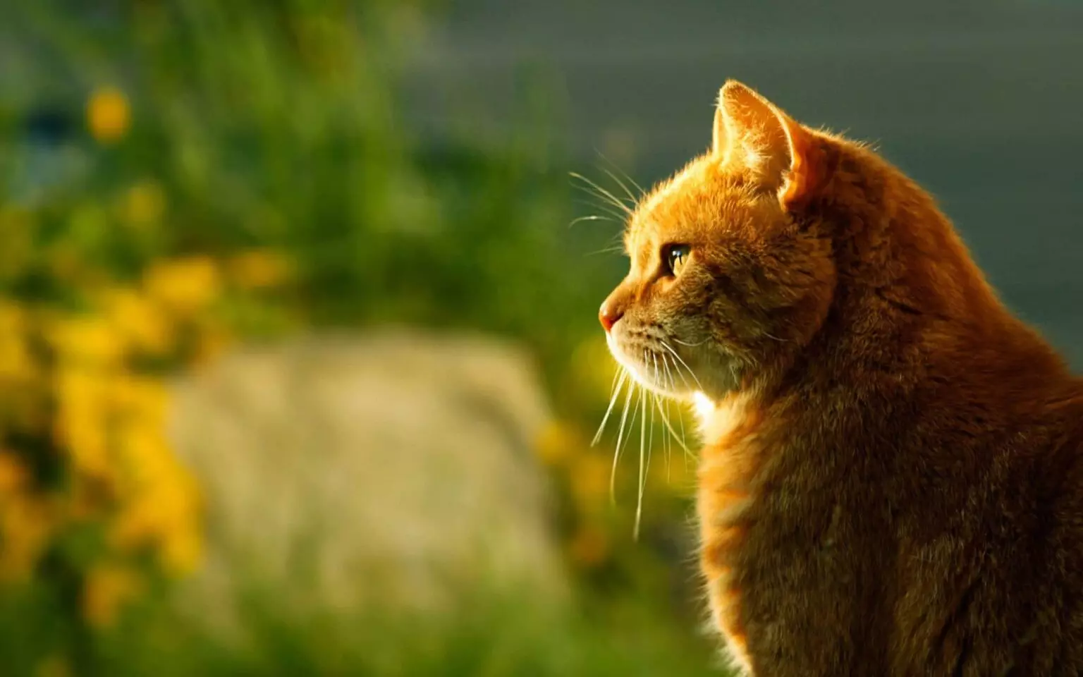 Минусы жизни кошки в квартире: как их обойти