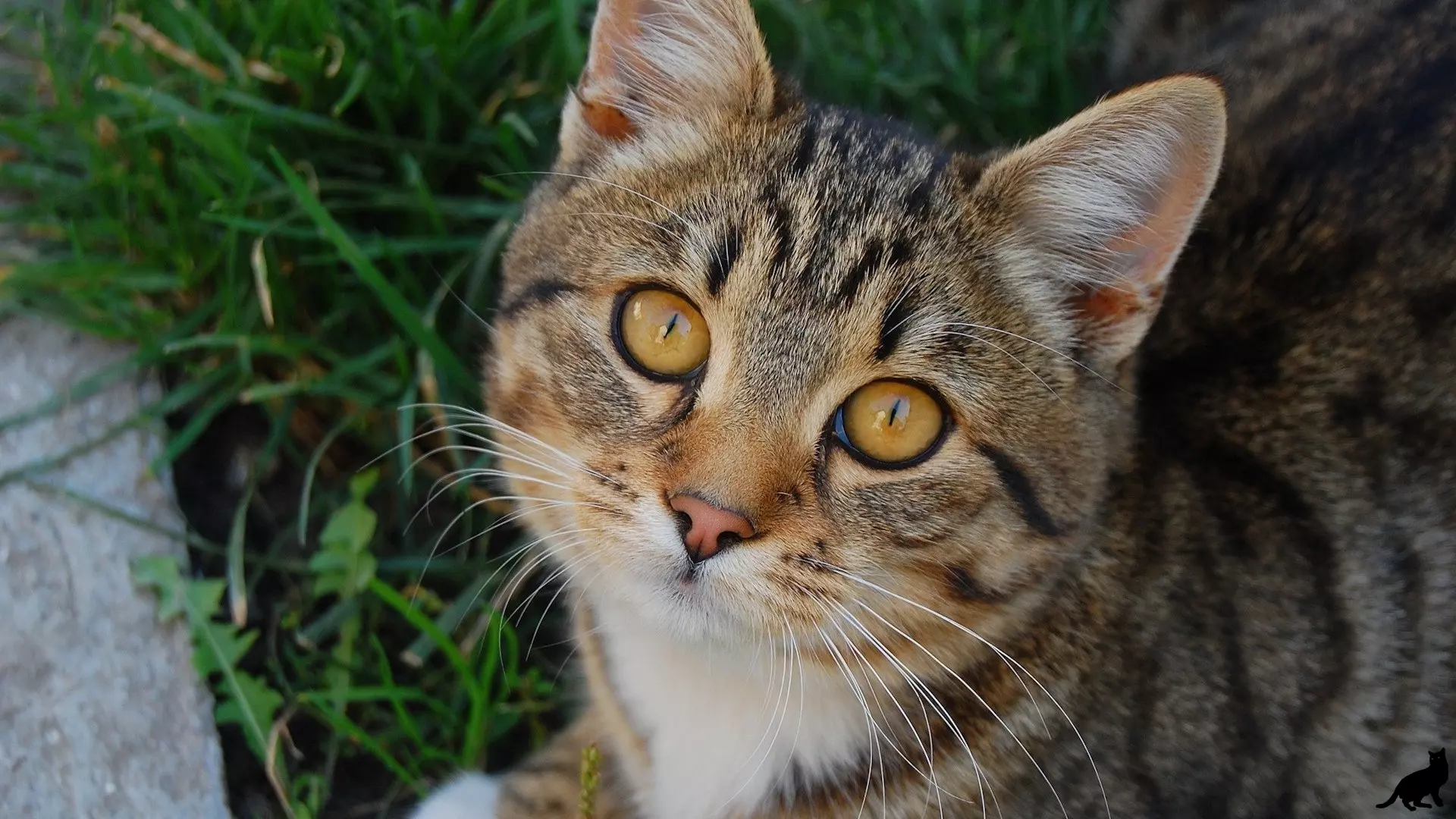 Няня для кошки: с кем оставить питомца во время отъезда?