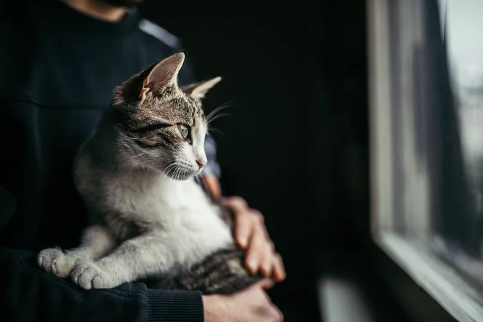 Памперсы для кошек