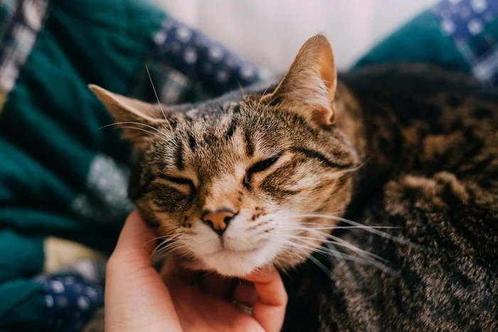 Почему кошки мурлычут