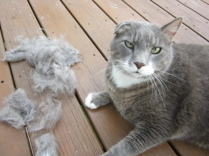 Почему у кошки выпадает шерсть