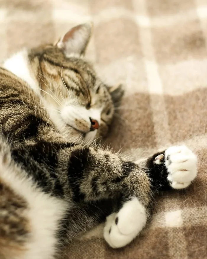 Породные заболевания кошек