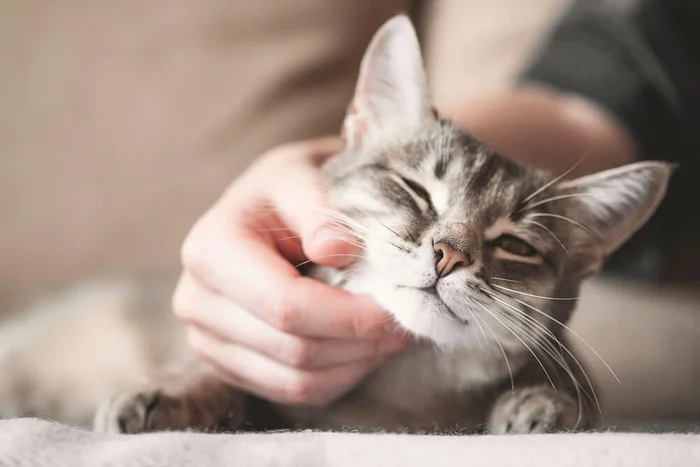 Пять способов показать вашей кошке, что вы ее любите