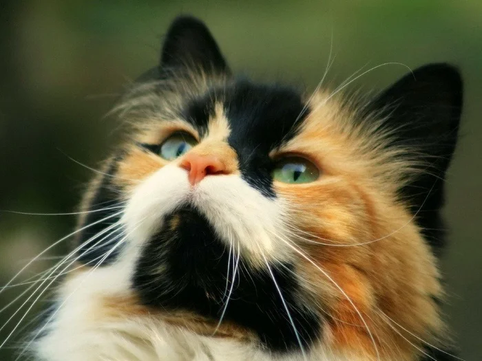 Ветеринарные процедуры для котят