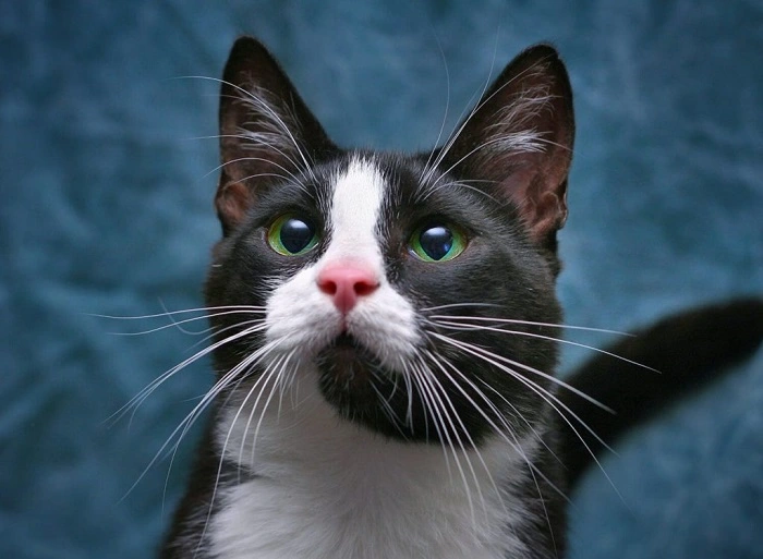 Зачем кошке усы