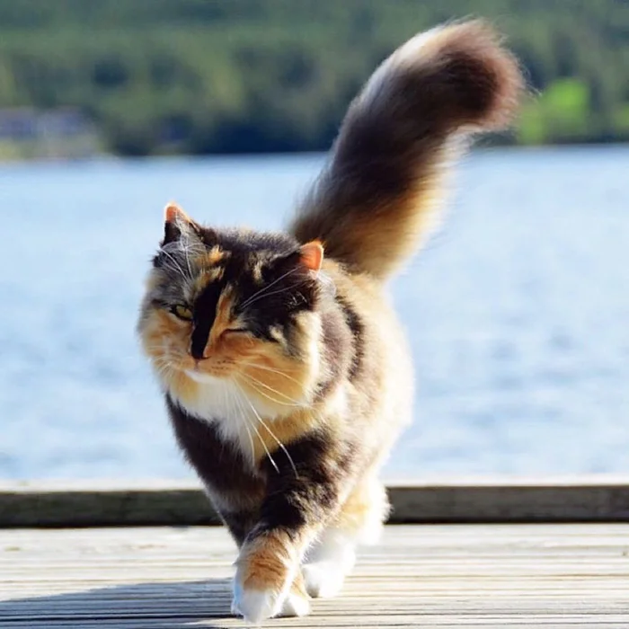 Зачем кошке хвост