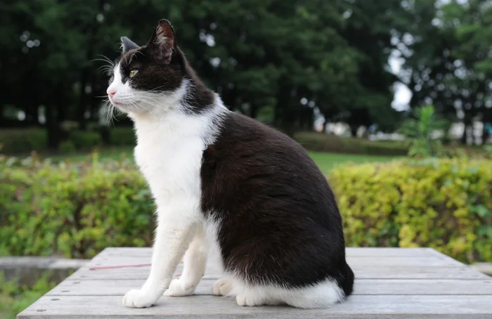 Зачем кошки метят территорию