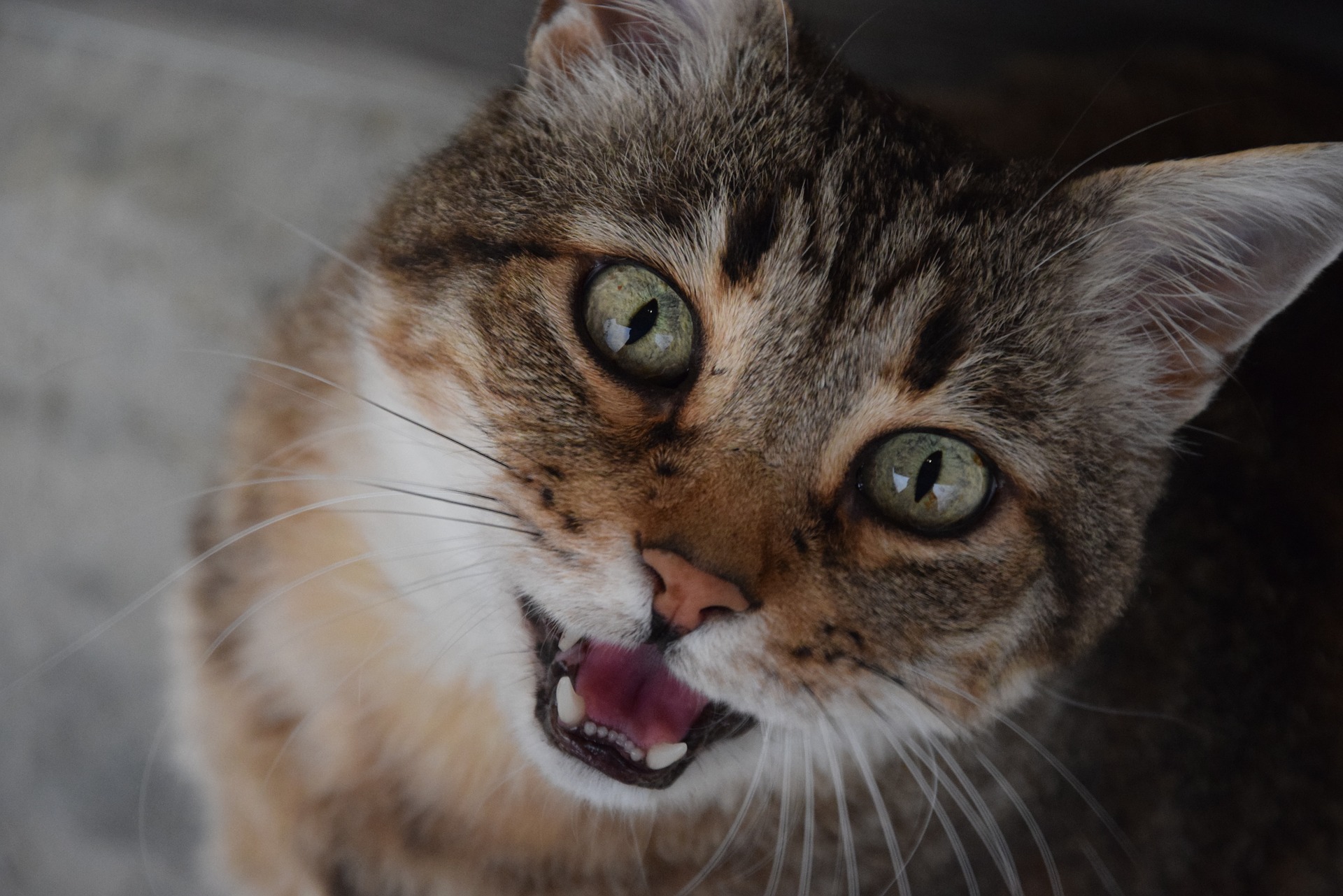 Кошка мяукает без причины: почему и что делать | CRAVE™