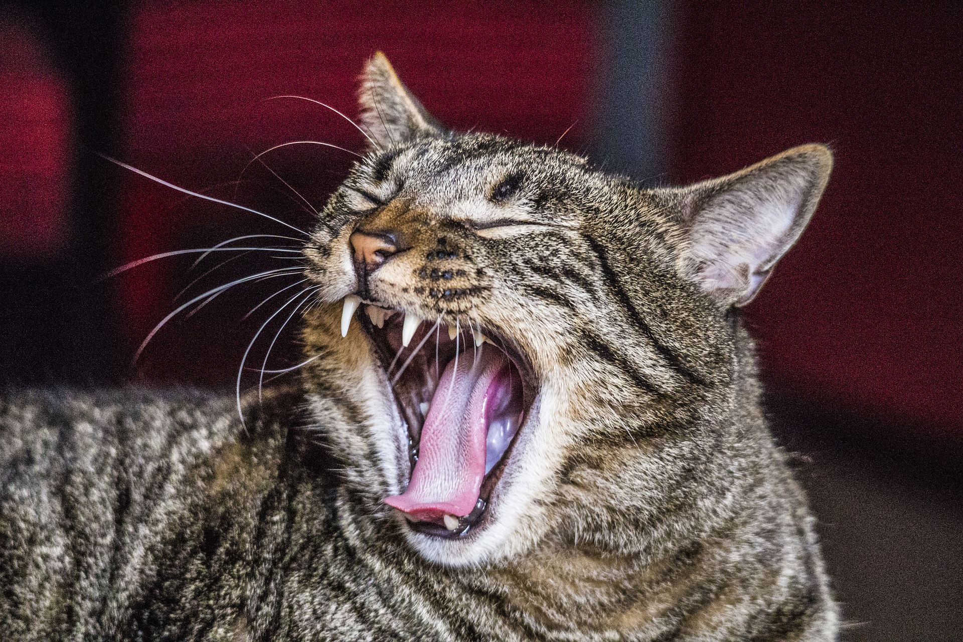 Кошка часто открывает рот