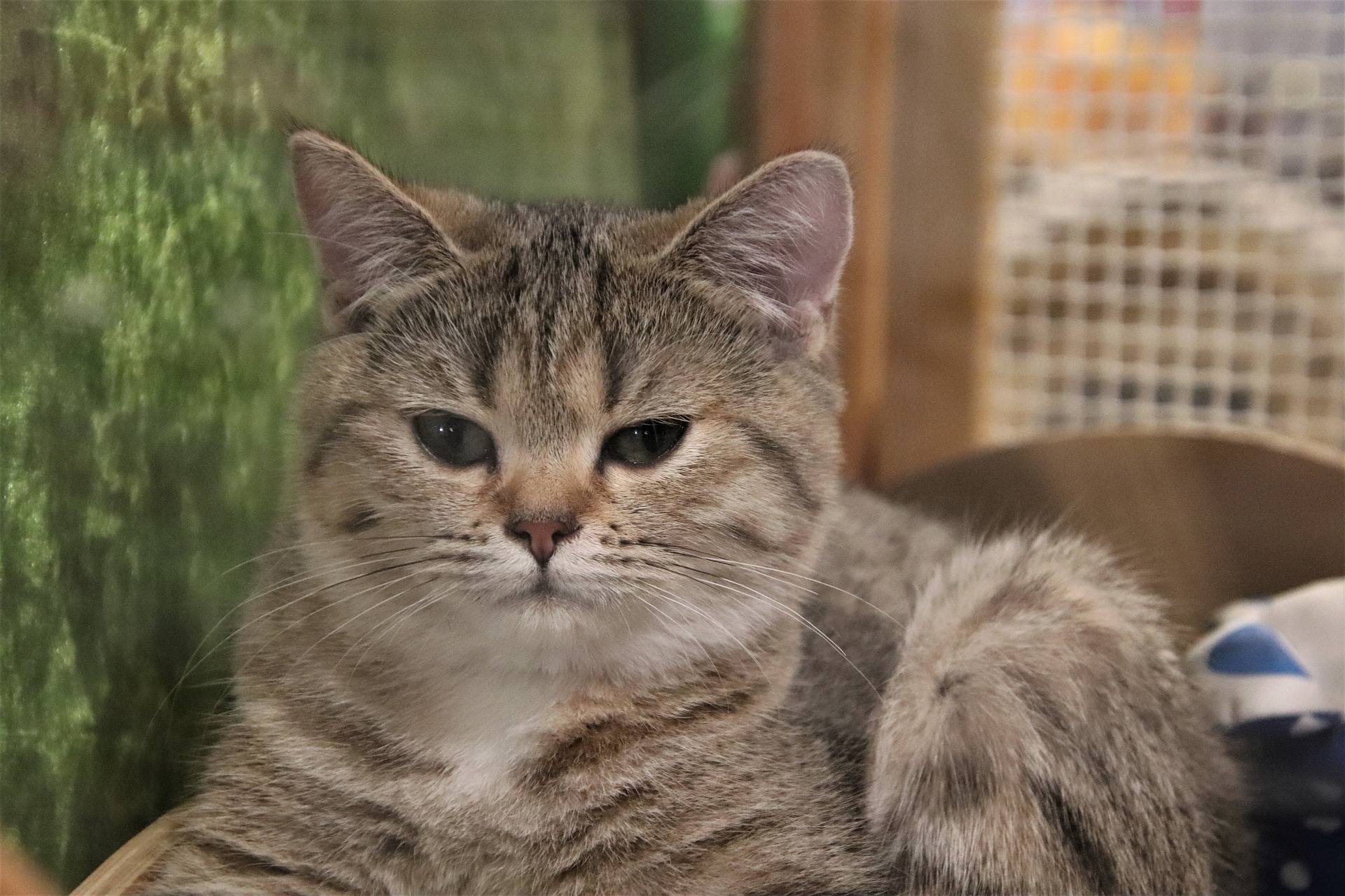 Беспородная кошка на выставке - Кошка на выставке | Некоммерческий  учебно-познавательный интернет-портал Зоогалактика