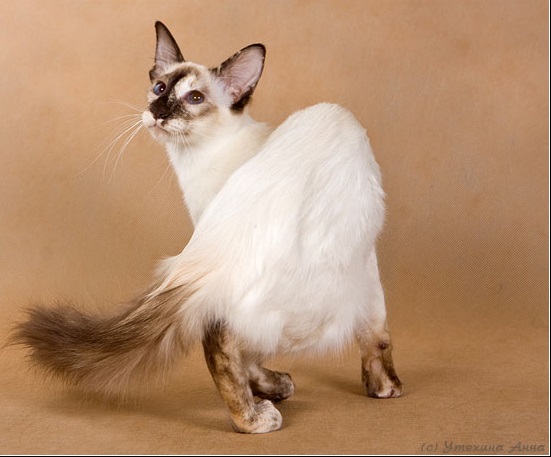 Балинез или балийская кошка - Породы кошек | Некоммерческий  учебно-познавательный интернет-портал Зоогалактика