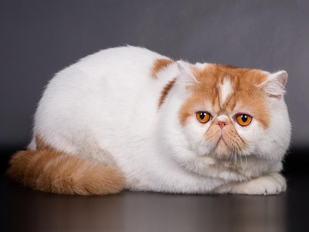 Экзотическая кошка или короткошерстный перс - Породы кошек | Некоммерческий  учебно-познавательный интернет-портал Зоогалактика