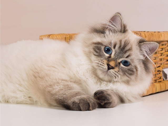 Невская маскарадная кошка - Породы кошек | Некоммерческий  учебно-познавательный интернет-портал Зоогалактика