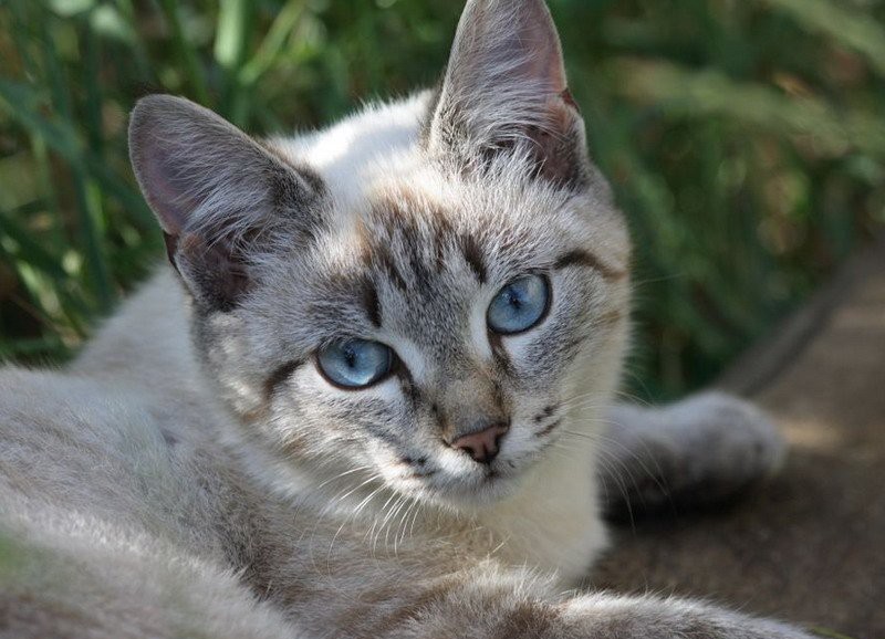 Кошка с голубыми глазами: особенности и породы