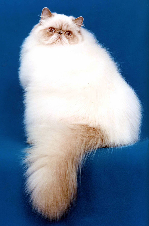 Уход за шерстью персидских кошек - Уход за кошкой | Некоммерческий  учебно-познавательный интернет-портал Зоогалактика
