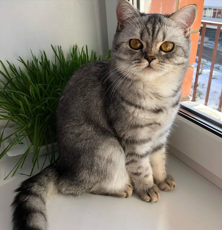 Шотландская прямоухая кошка (Скоттиш страйт)