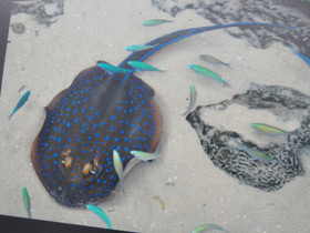 Фото Синепятнистый рифовый хвостокол