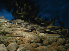 Фото Полосатый рохлевый скат