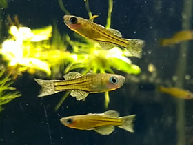 Фото Рисовая рыбка