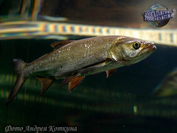 Какие рыбы относятся к сиговым: информация и описание
