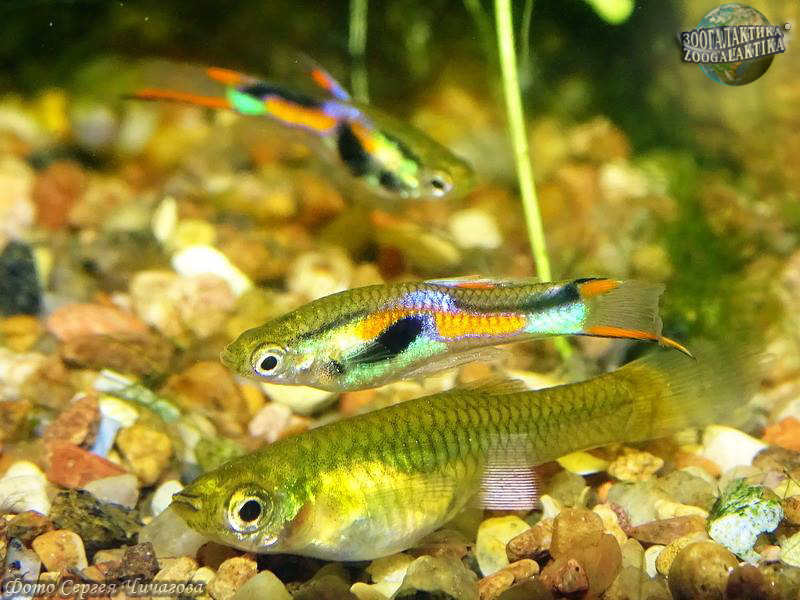 Живородящие рыбки для новичков: гуппи и пецилии - Твой аквариум |  Некоммерческий учебно-познавательный интернет-портал Зоогалактика