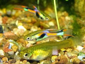 Фото Живородящие рыбки для новичков: гуппи и пецилии