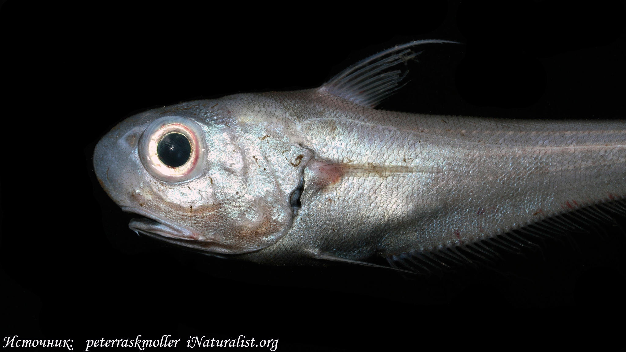 Гренадер рыба фото с головой
