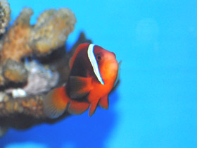Томатная анемоновая рыба-клоун