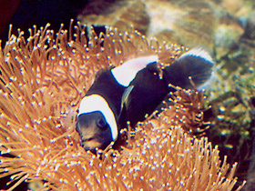 Фото Седлоспинная анемоновая рыба