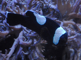 Фото Седлоспинная анемоновая рыба
