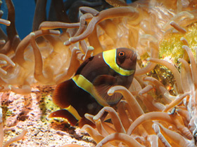 Фото Шипощекая анемоновая рыба
