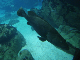 Фото Индоокеанский малоглазый групер