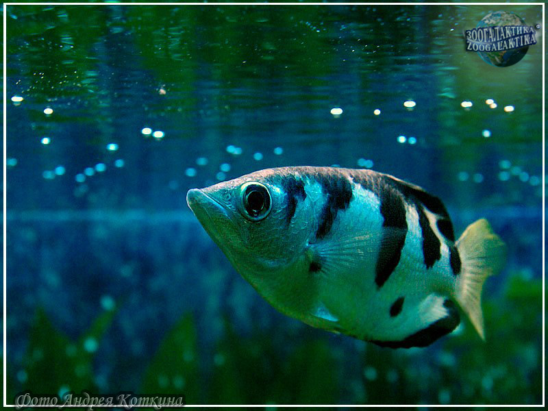 Рыба Брызгун Фото