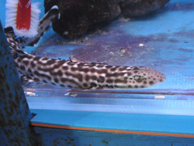 Фото Коралловая кошачья акула