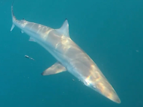 Фото Короткопёрая серая акула