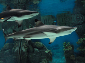 Фото Чернопёрая рифовая акула
