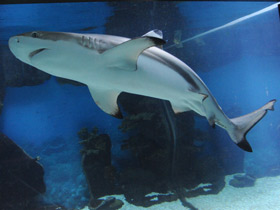 Фото Чернопёрая рифовая акула