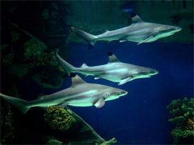 Чернопёрая рифовая акула