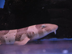 Фото Бамбуковая акула