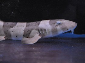 Фото Бамбуковая акула