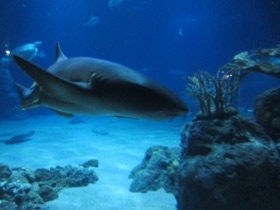 Фото Усатая акула-нянька