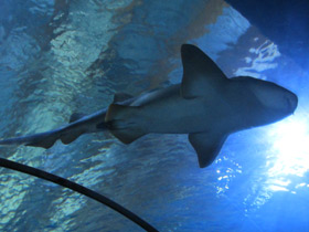 Фото Усатая акула-нянька