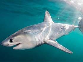 Фото Атлантическая сельдевая акула