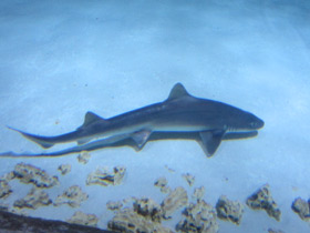 Фото Калифорнийская кунья акула